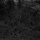 Untitled #16 (Branches with Thorns)